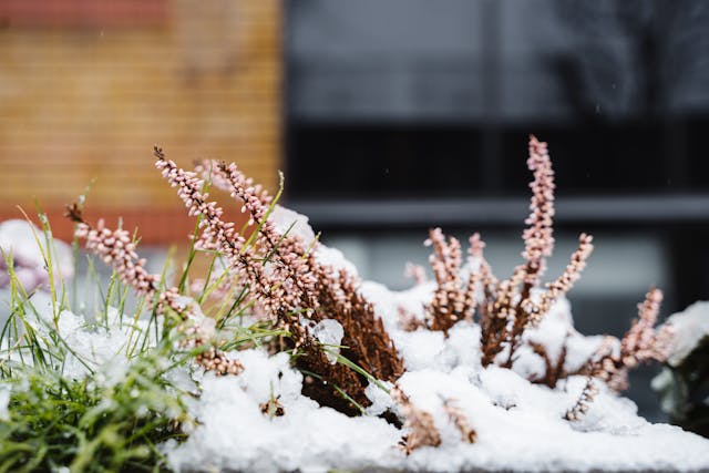 Womnet Frauenzeitschrift | Ein immergrüner Balkon im Winter: So wählen und pflegen Sie die richtigen Pflanzen